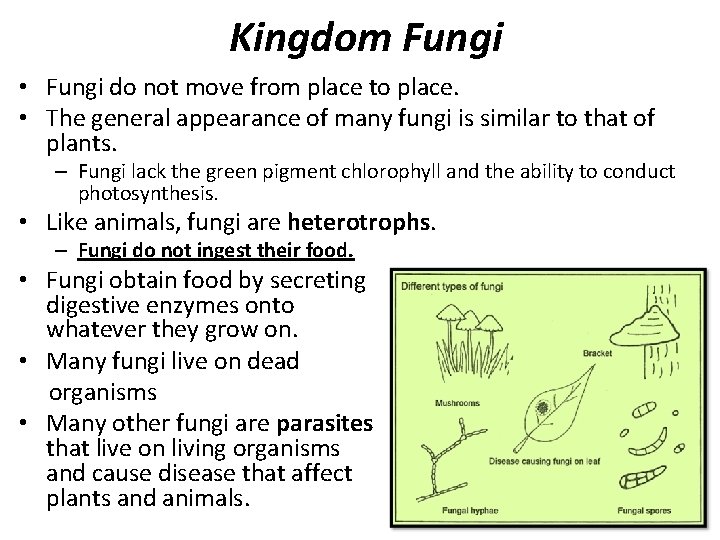 Kingdom Fungi • Fungi do not move from place to place. • The general