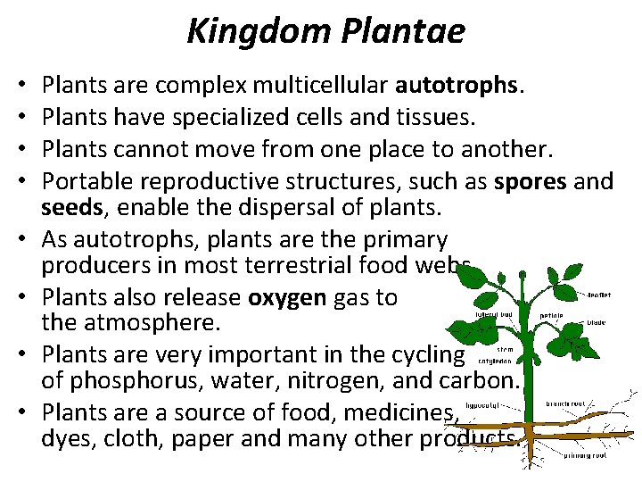 Kingdom Plantae • • Plants are complex multicellular autotrophs. Plants have specialized cells and