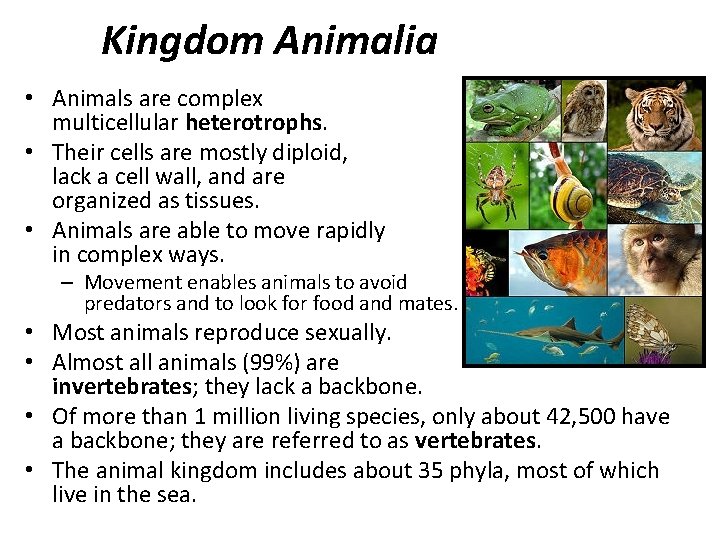 Kingdom Animalia • Animals are complex multicellular heterotrophs. • Their cells are mostly diploid,
