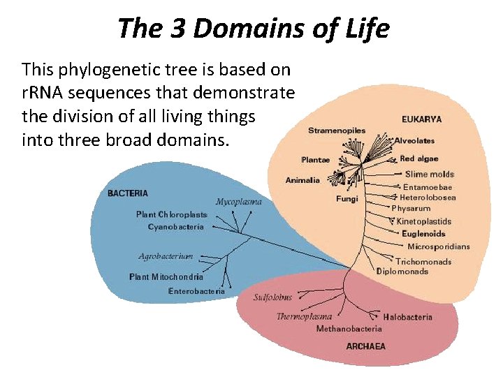 The 3 Domains of Life This phylogenetic tree is based on r. RNA sequences