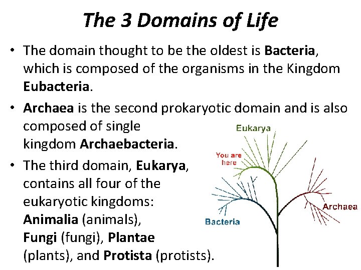 The 3 Domains of Life • The domain thought to be the oldest is