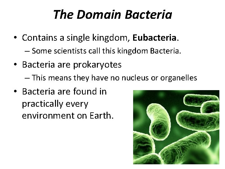 The Domain Bacteria • Contains a single kingdom, Eubacteria. – Some scientists call this