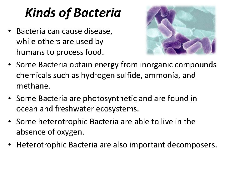 Kinds of Bacteria • Bacteria can cause disease, while others are used by humans