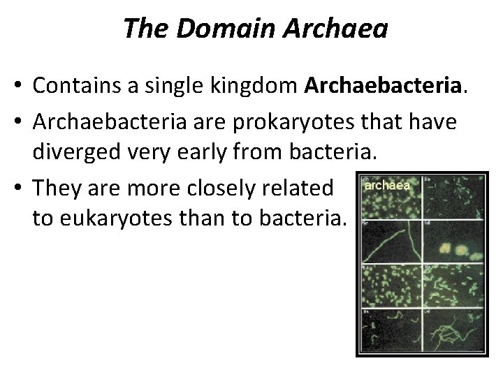 The Domain Archaea • Contains a single kingdom Archaebacteria. • Archaebacteria are prokaryotes that