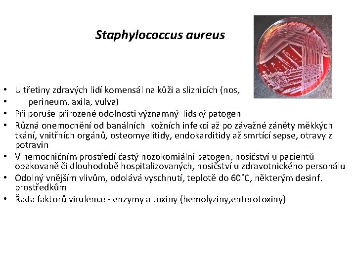 Staphylococcus aureus U třetiny zdravých lidí komensál na kůži a sliznicích (nos, perineum, axila,