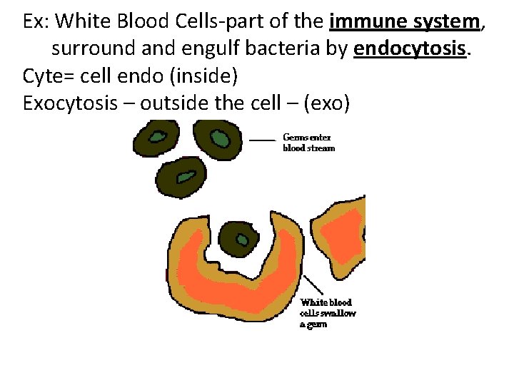 Ex: White Blood Cells-part of the immune system, surround and engulf bacteria by endocytosis. Ex: White Blood Cells-part of the immune system, surround and engulf bacteria by endocytosis.