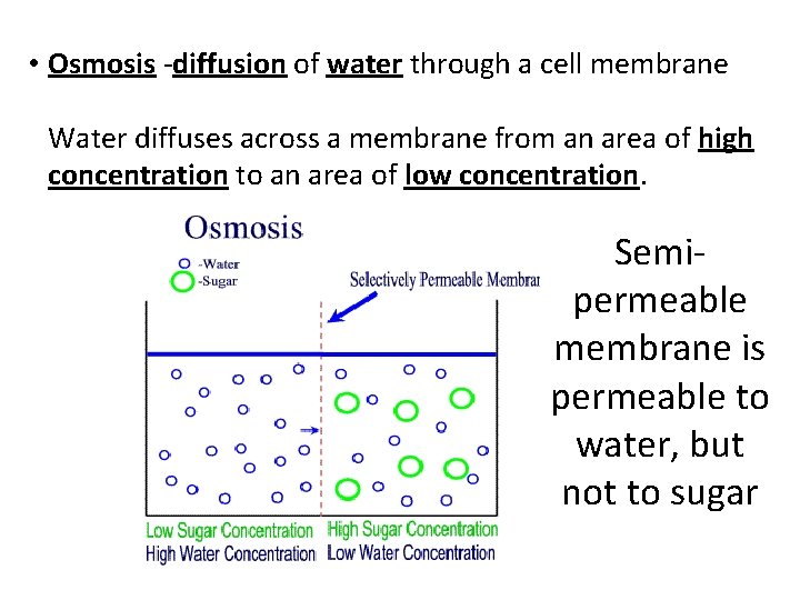  • Osmosis -diffusion of water through a cell membrane Water diffuses across a