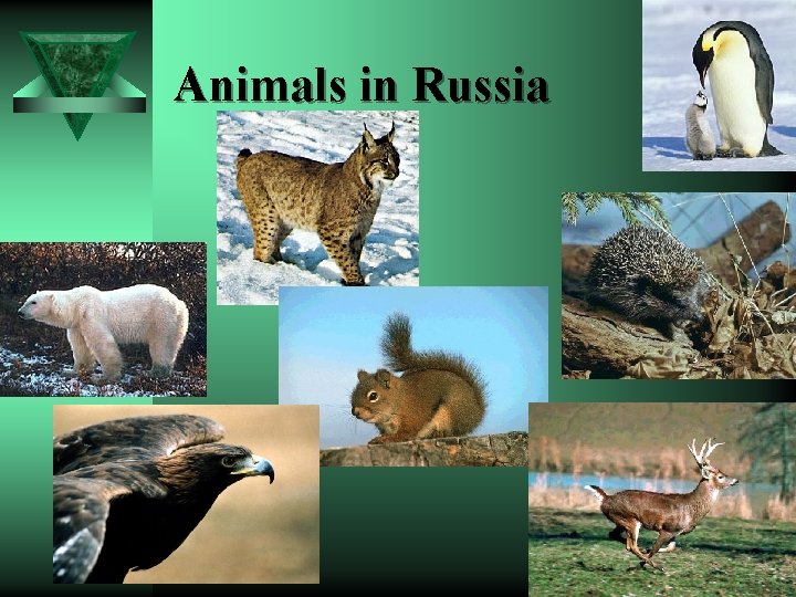 Animals in Russia 