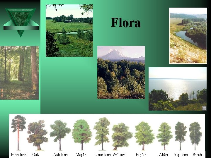 Flora Pine-tree Oak Ash-tree Maple Lime-tree Willow Poplar Alder Asp-tree Birch 