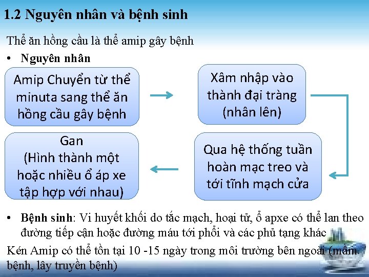 1. 2 Nguyên nhân và bệnh sinh Thể ăn hồng cầu là thể amip