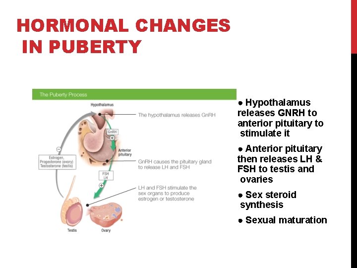 HORMONAL CHANGES IN PUBERTY ● Hypothalamus releases GNRH to anterior pituitary to stimulate it