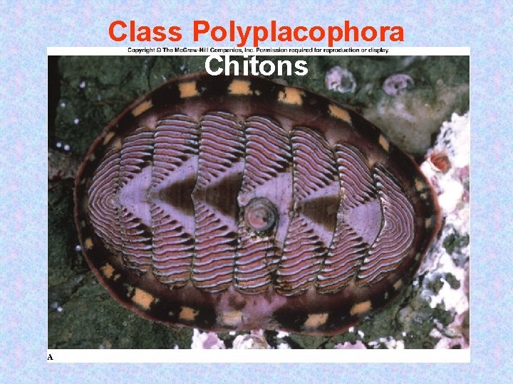 Class Polyplacophora Chitons Class Polyplacophora Chitons