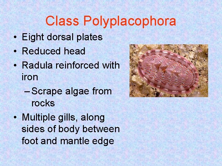 Class Polyplacophora • Eight dorsal plates • Reduced head • Radula reinforced with iron Class Polyplacophora • Eight dorsal plates • Reduced head • Radula reinforced with iron