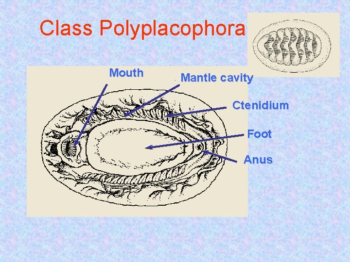 Class Polyplacophora Mouth Mantle cavity Ctenidium Foot Anus Class Polyplacophora Mouth Mantle cavity Ctenidium Foot Anus