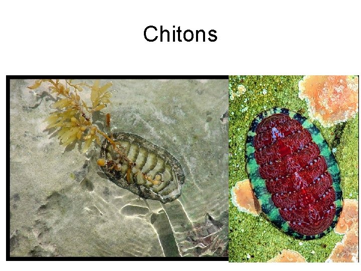Chitons Chitons