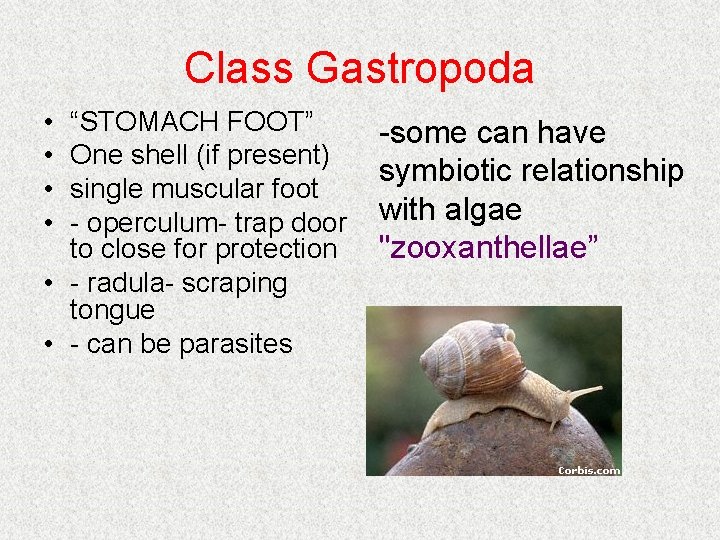 Class Gastropoda • • “STOMACH FOOT” One shell (if present) single muscular foot - Class Gastropoda • • “STOMACH FOOT” One shell (if present) single muscular foot -