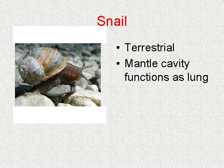 Snail • Terrestrial • Mantle cavity functions as lung Snail • Terrestrial • Mantle cavity functions as lung