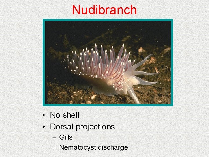 Nudibranch • No shell • Dorsal projections – Gills – Nematocyst discharge Nudibranch • No shell • Dorsal projections – Gills – Nematocyst discharge