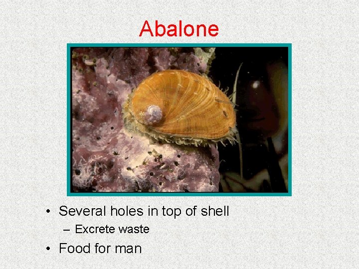 Abalone • Several holes in top of shell – Excrete waste • Food for Abalone • Several holes in top of shell – Excrete waste • Food for