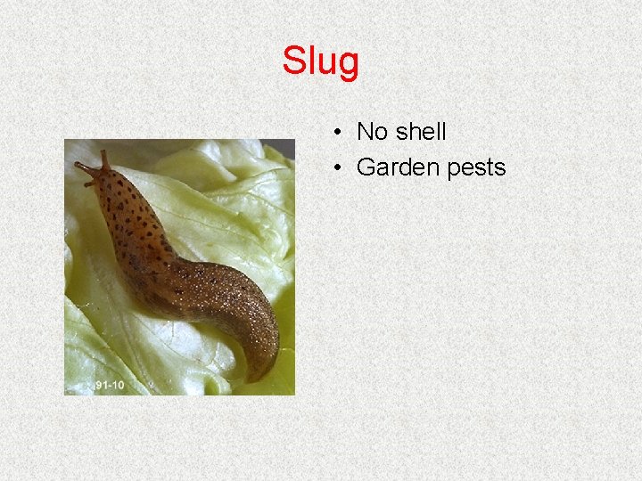 Slug • No shell • Garden pests Slug • No shell • Garden pests