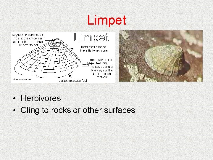 Limpet • Herbivores • Cling to rocks or other surfaces Limpet • Herbivores • Cling to rocks or other surfaces