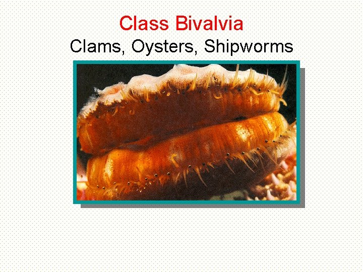 Class Bivalvia Clams, Oysters, Shipworms Class Bivalvia Clams, Oysters, Shipworms