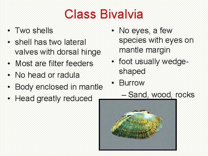 Class Bivalvia • No eyes, a few • Two shells species with eyes on Class Bivalvia • No eyes, a few • Two shells species with eyes on