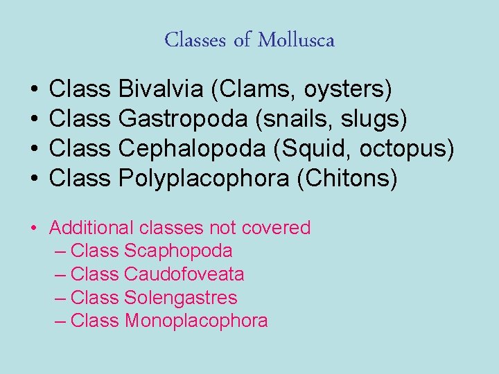 Classes of Mollusca • • Class Bivalvia (Clams, oysters) Class Gastropoda (snails, slugs) Class Classes of Mollusca • • Class Bivalvia (Clams, oysters) Class Gastropoda (snails, slugs) Class