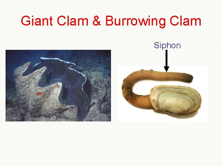 Giant Clam & Burrowing Clam Siphon Giant Clam & Burrowing Clam Siphon