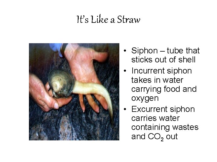 It’s Like a Straw • Siphon – tube that sticks out of shell • It’s Like a Straw • Siphon – tube that sticks out of shell •