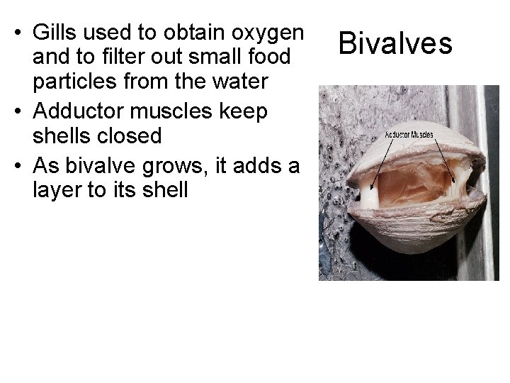 • Gills used to obtain oxygen and to filter out small food particles • Gills used to obtain oxygen and to filter out small food particles