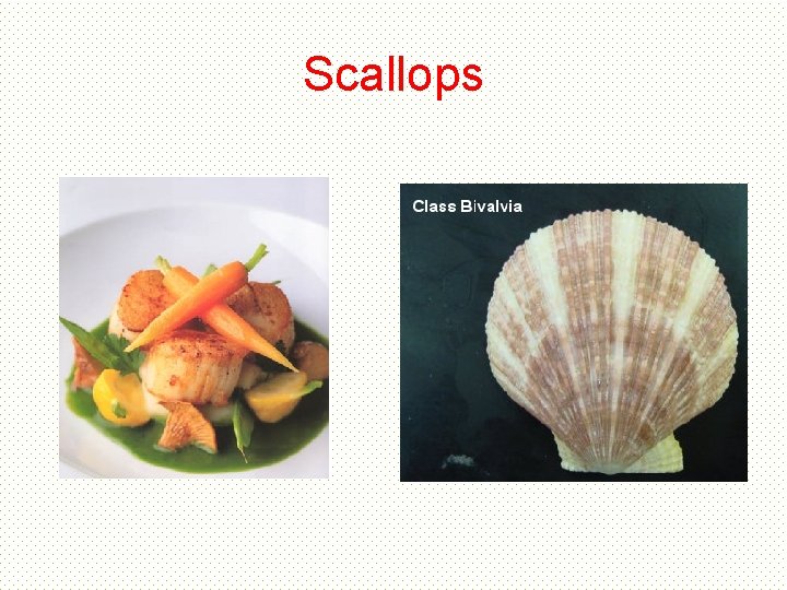 Scallops Scallops