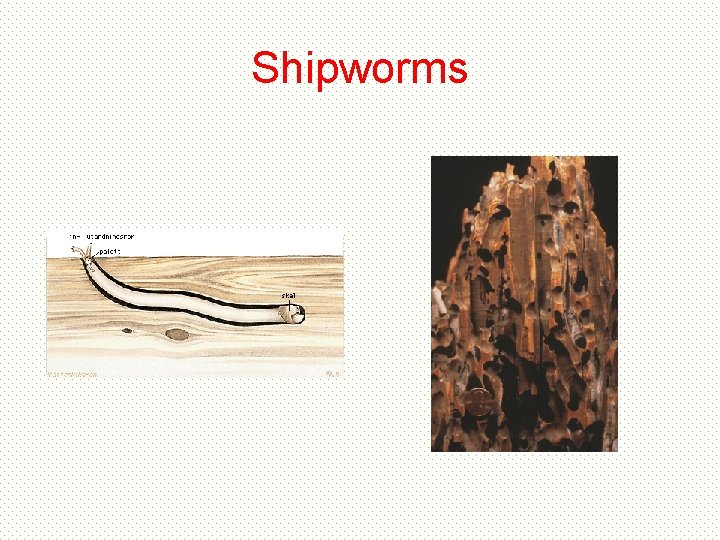Shipworms Shipworms