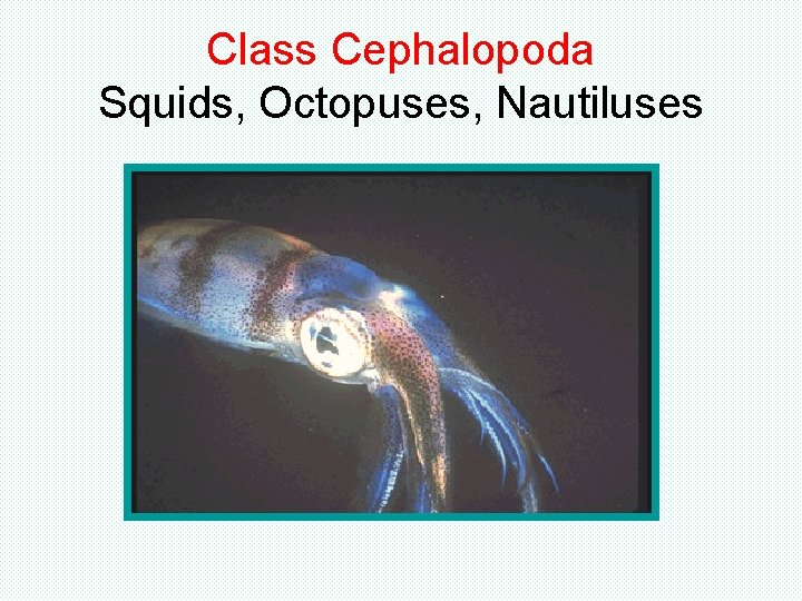 Class Cephalopoda Squids, Octopuses, Nautiluses Class Cephalopoda Squids, Octopuses, Nautiluses