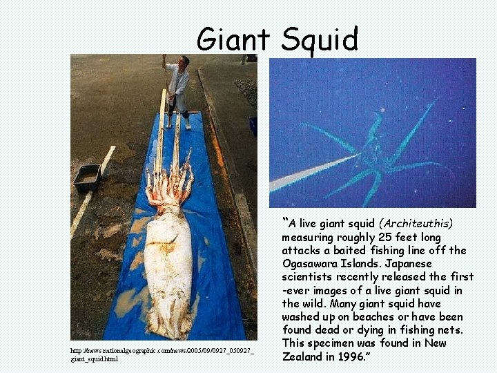 Giant Squid “A live giant squid (Architeuthis) http: //news. nationalgeographic. com/news/2005/09/0927_050927_ giant_squid. html measuring Giant Squid “A live giant squid (Architeuthis) http: //news. nationalgeographic. com/news/2005/09/0927_050927_ giant_squid. html measuring