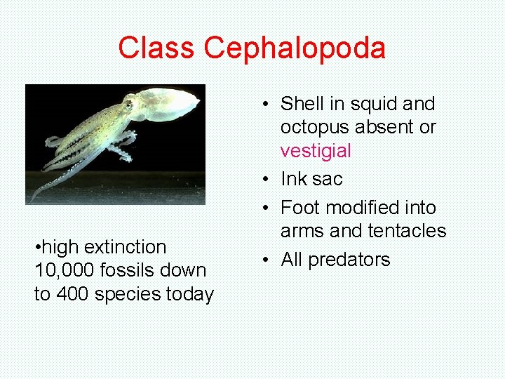 Class Cephalopoda • high extinction 10, 000 fossils down to 400 species today • Class Cephalopoda • high extinction 10, 000 fossils down to 400 species today •