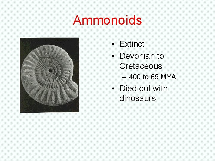 Ammonoids • Extinct • Devonian to Cretaceous – 400 to 65 MYA • Died Ammonoids • Extinct • Devonian to Cretaceous – 400 to 65 MYA • Died