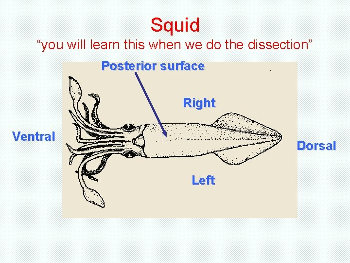 Squid “you will learn this when we do the dissection” Posterior surface Right Ventral Squid “you will learn this when we do the dissection” Posterior surface Right Ventral