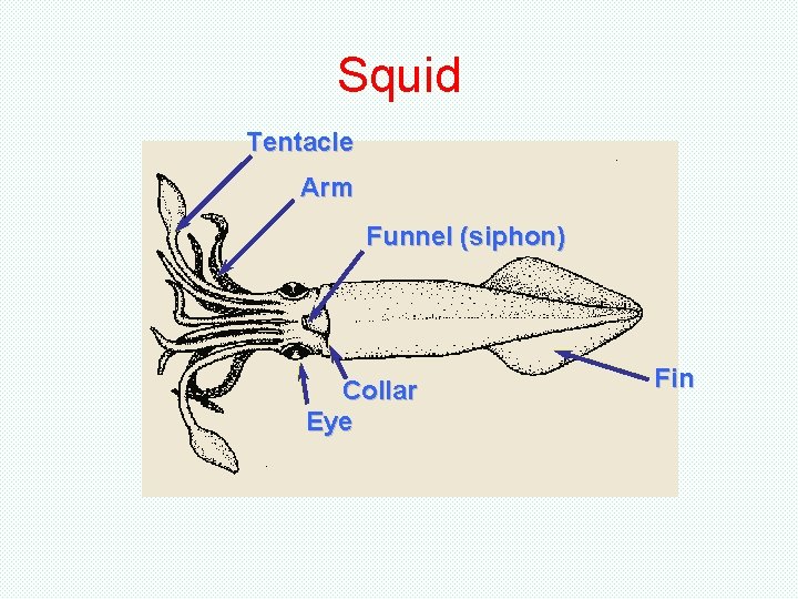 Squid Tentacle Arm Funnel (siphon) Collar Eye Fin Squid Tentacle Arm Funnel (siphon) Collar Eye Fin
