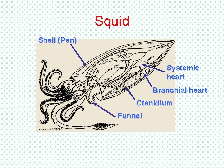 Squid Shell (Pen) Systemic heart Branchial heart Ctenidium Funnel Squid Shell (Pen) Systemic heart Branchial heart Ctenidium Funnel