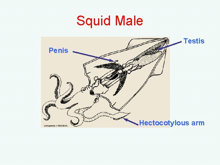 Squid Male Testis Penis Hectocotylous arm Squid Male Testis Penis Hectocotylous arm