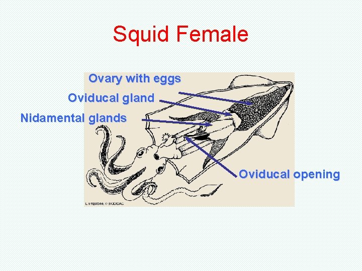 Squid Female Ovary with eggs Oviducal gland Nidamental glands Oviducal opening Squid Female Ovary with eggs Oviducal gland Nidamental glands Oviducal opening