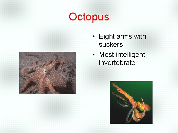 Octopus • Eight arms with suckers • Most intelligent invertebrate Octopus • Eight arms with suckers • Most intelligent invertebrate