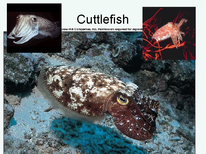 Cuttlefish Cuttlefish