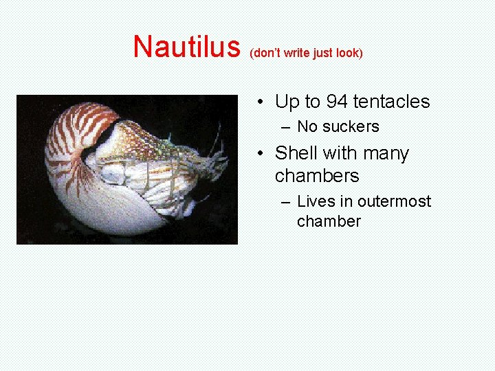 Nautilus (don’t write just look) • Up to 94 tentacles – No suckers • Nautilus (don’t write just look) • Up to 94 tentacles – No suckers •