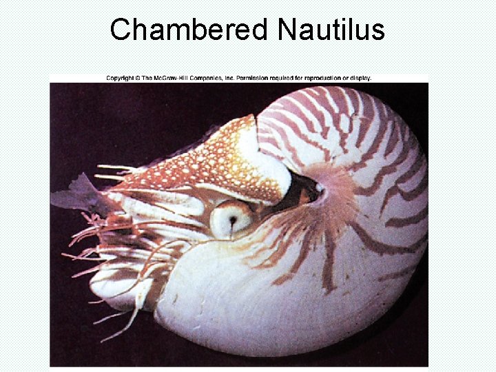 Chambered Nautilus Chambered Nautilus