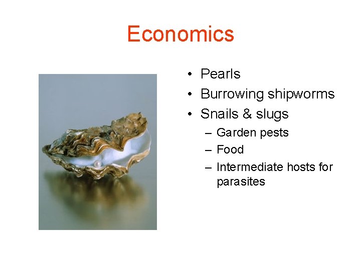 Economics • Pearls • Burrowing shipworms • Snails & slugs – Garden pests – Economics • Pearls • Burrowing shipworms • Snails & slugs – Garden pests –