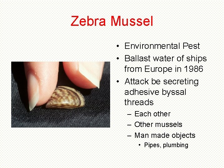 Zebra Mussel • Environmental Pest • Ballast water of ships from Europe in 1986 Zebra Mussel • Environmental Pest • Ballast water of ships from Europe in 1986