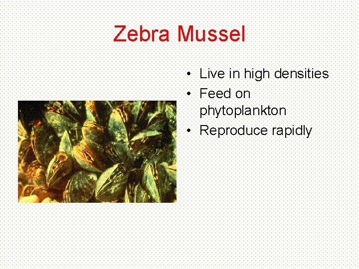 Zebra Mussel • Live in high densities • Feed on phytoplankton • Reproduce rapidly Zebra Mussel • Live in high densities • Feed on phytoplankton • Reproduce rapidly