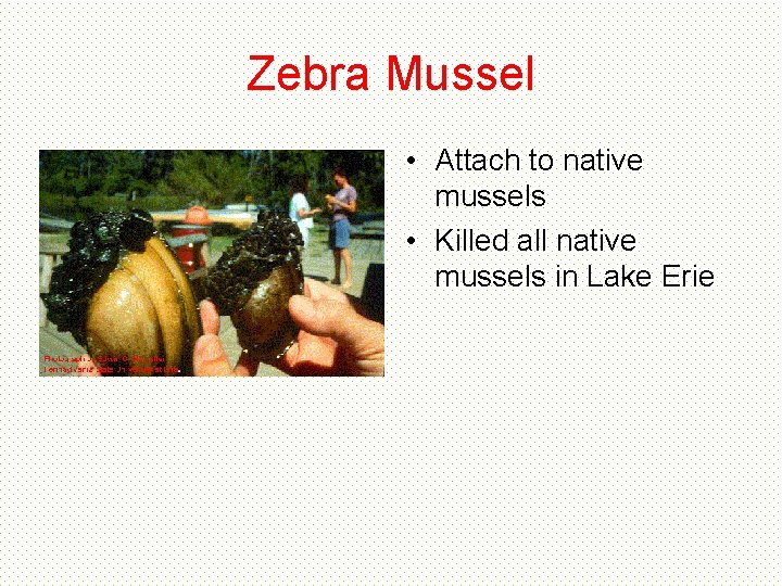 Zebra Mussel • Attach to native mussels • Killed all native mussels in Lake Zebra Mussel • Attach to native mussels • Killed all native mussels in Lake
